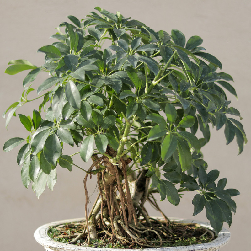 گیاه طبیعی بونسای شفلرا مدل کلکسیونی