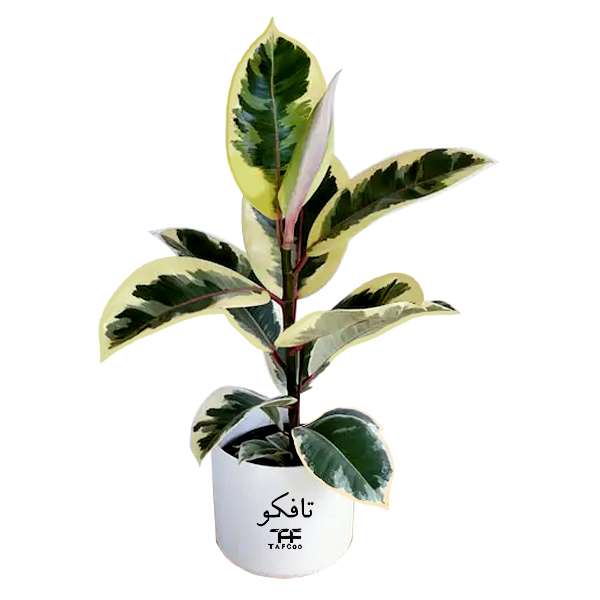 گیاه طبیعی فیکوس ابلغ تافکو کد 2x