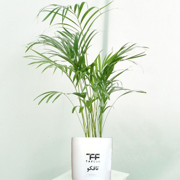 گیاه طبیعی نخل اریکا تافکو کد 2038