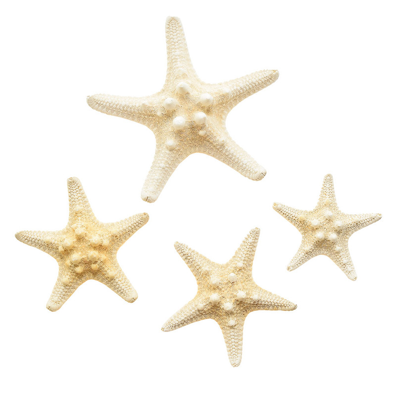 دکوری مدل ستاره دریایی مجموعه 4 عددی