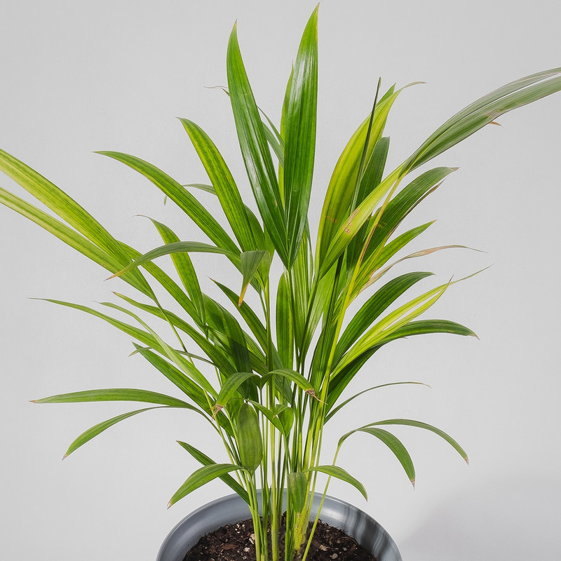 گیاه طبیعی نخل اریکا مدل P-01