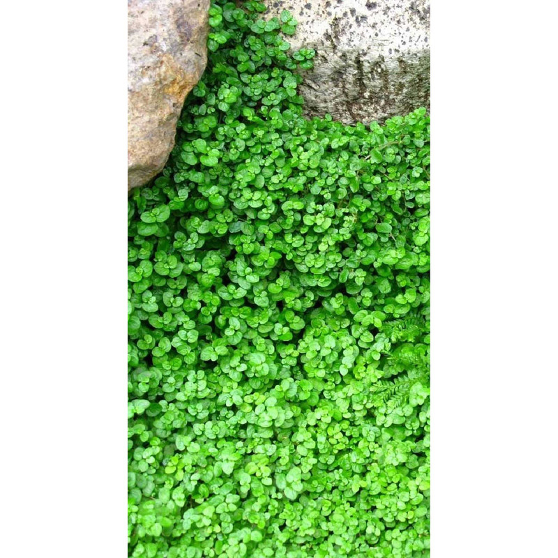 بذر چمن دایکوندرا فصل سبز کد FSSEED-036