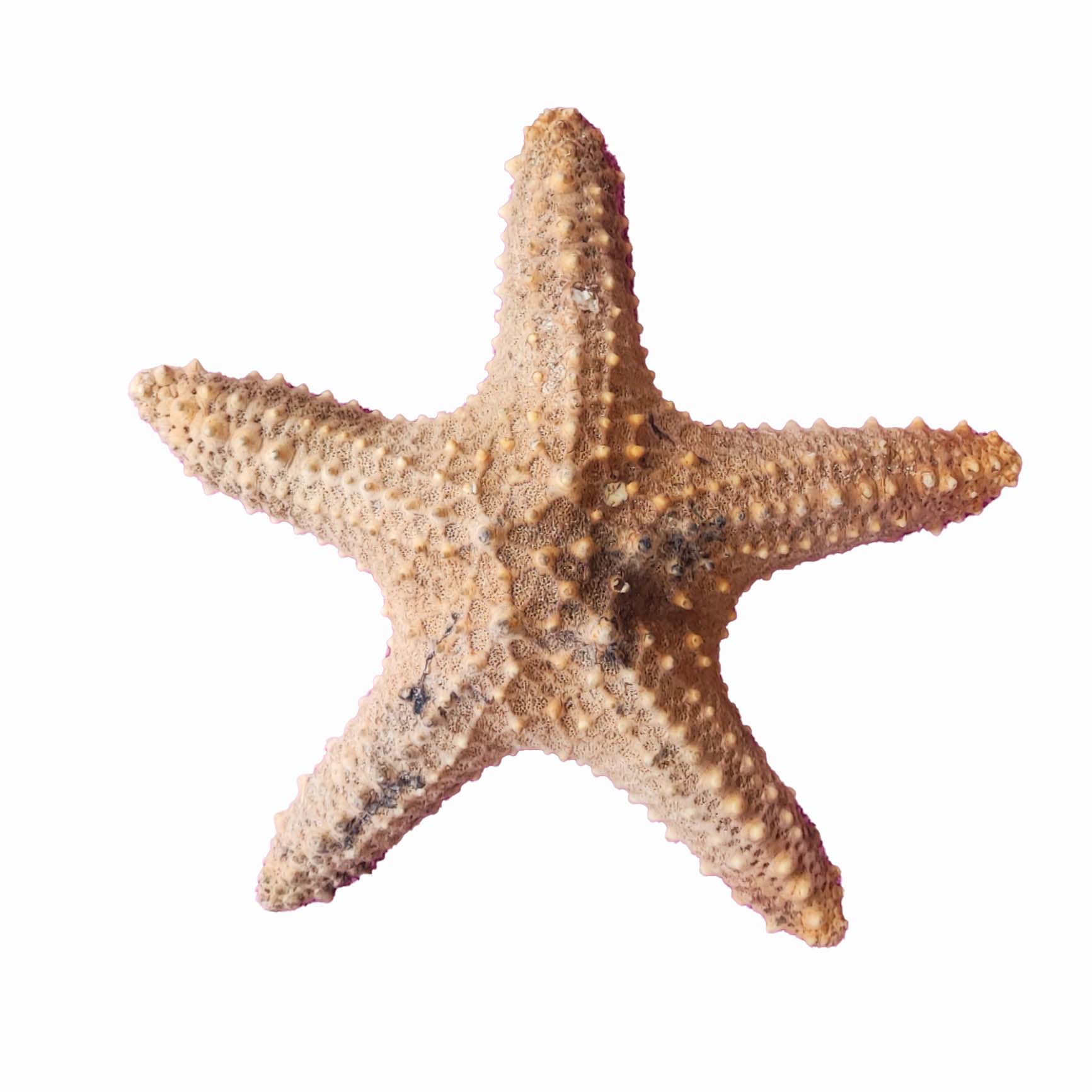 ستاره دریایی تزیینی مدل v29
