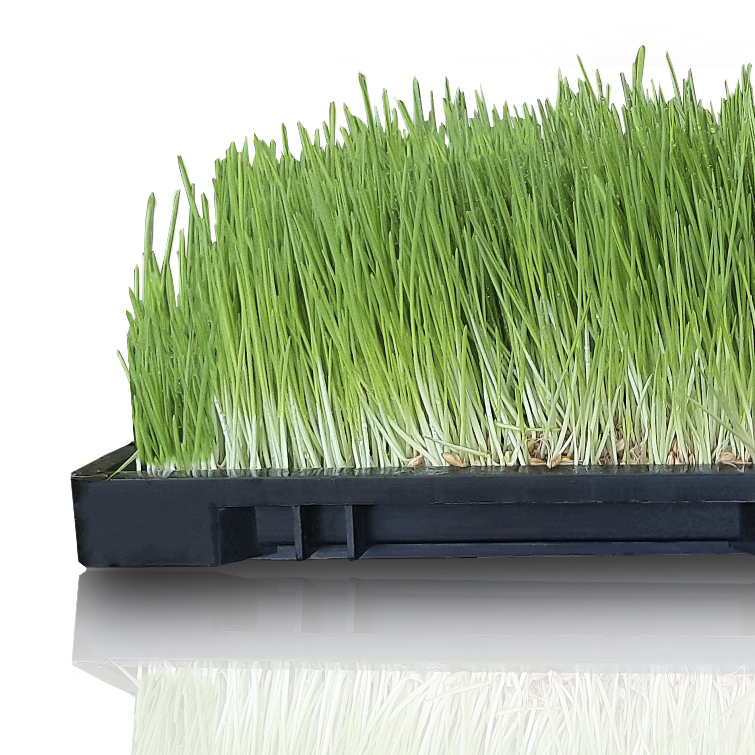 سینی نشا مدل هیدروپونیک بسته 10 عددی