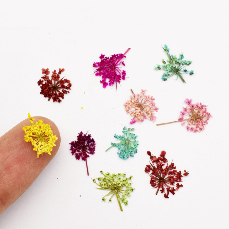 گل خشک مدل شوکران مینیاتوری کد CLD2 بسته 10 عددی