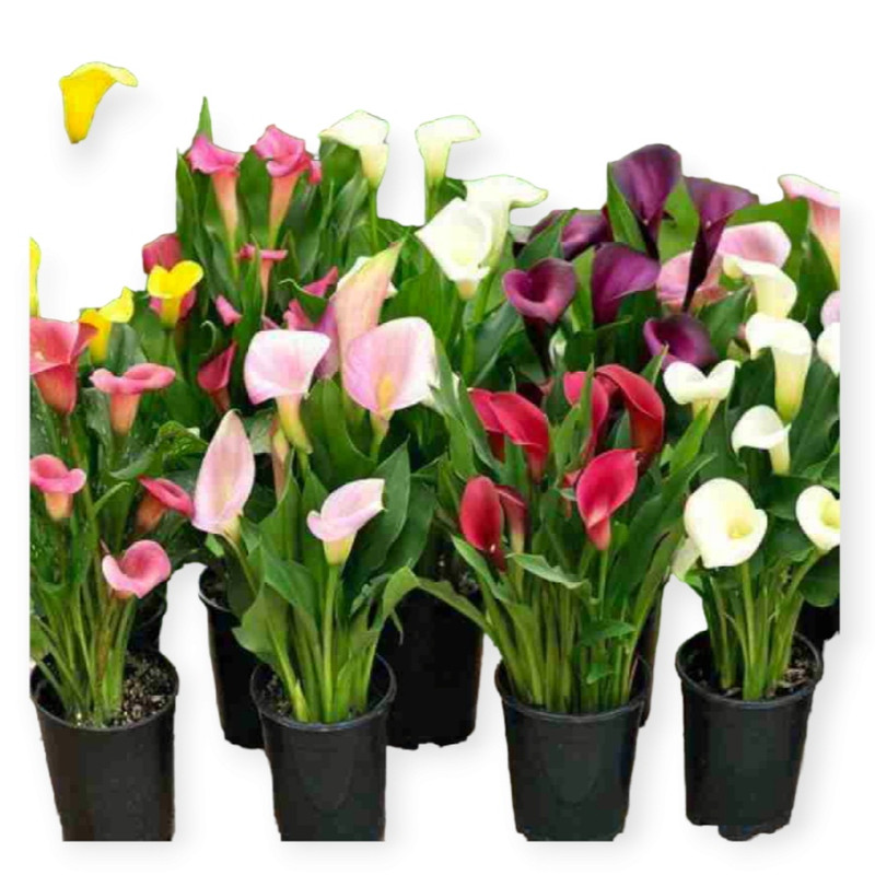 گیاه طبیعی  شیپوری مدل M42