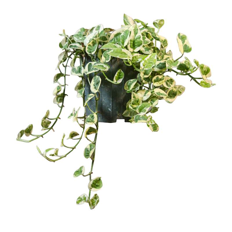 گیاه طبیعی پتوس ارتشی مدل 01