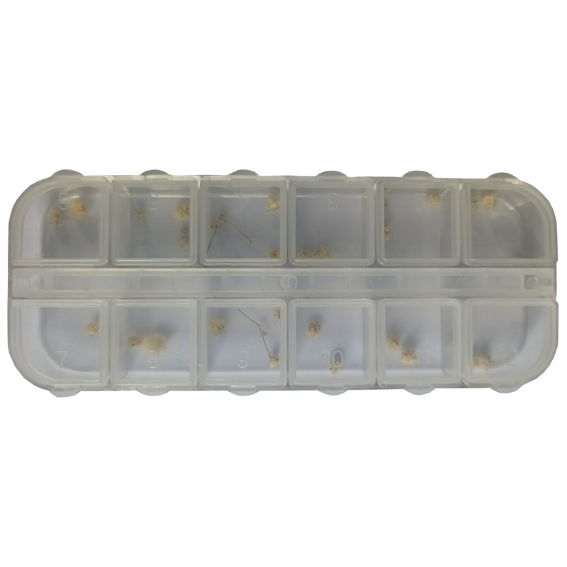 مجموعه تزیین ناخن مدل گل خشک مجموعه 12 عددی