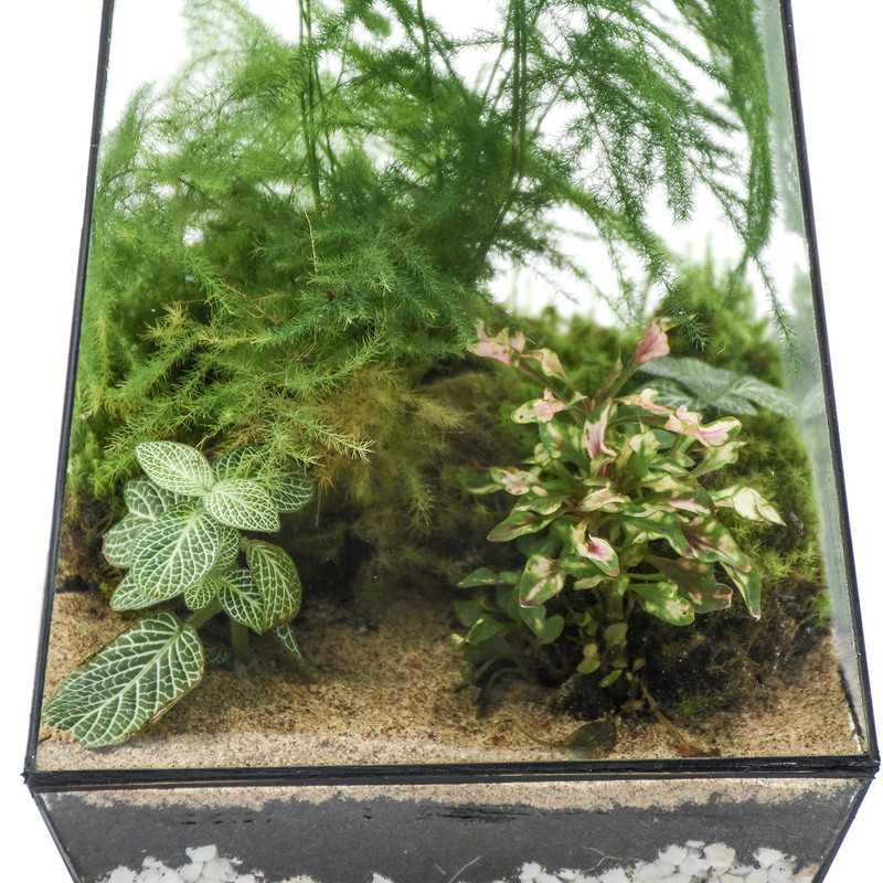 تراریوم بلند هیمان مدل 5 ضلعی کد HV003