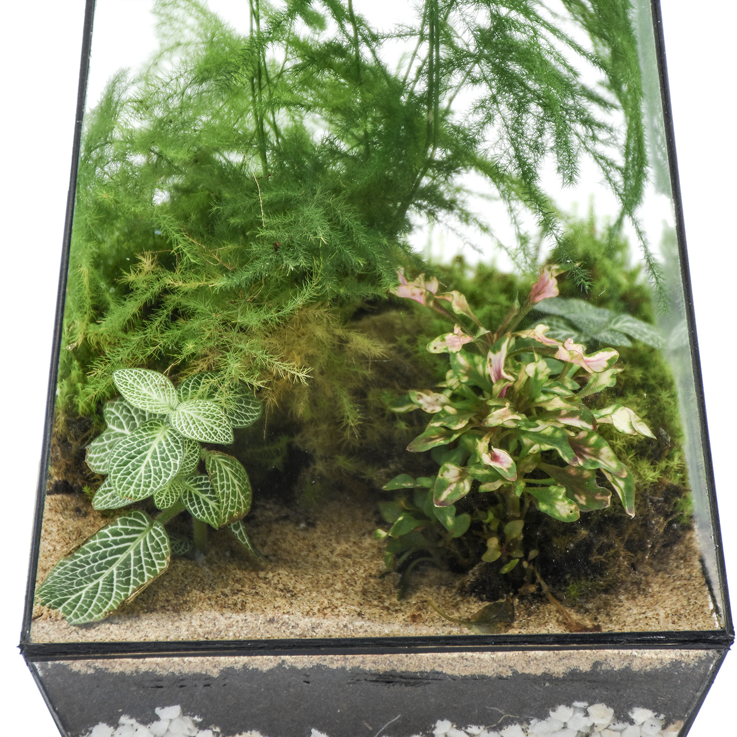 تراریوم بلند هیمان مدل 5 ضلعی کد HV003 تراریوم بلند هیمان مدل 5 ضلعی کد HV003