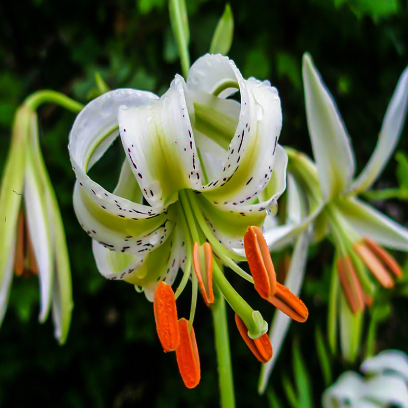 بذر گل چلچراغ پابلند الوان وانیا سید مدل O89