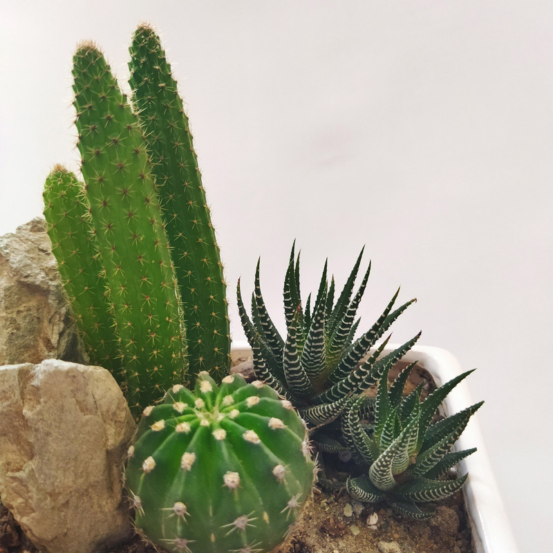 گیاه طبیعی کاکتوس کد pg_20