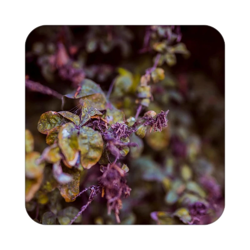 زیر لیوانی کاکتی طرح گل مدل mp16487