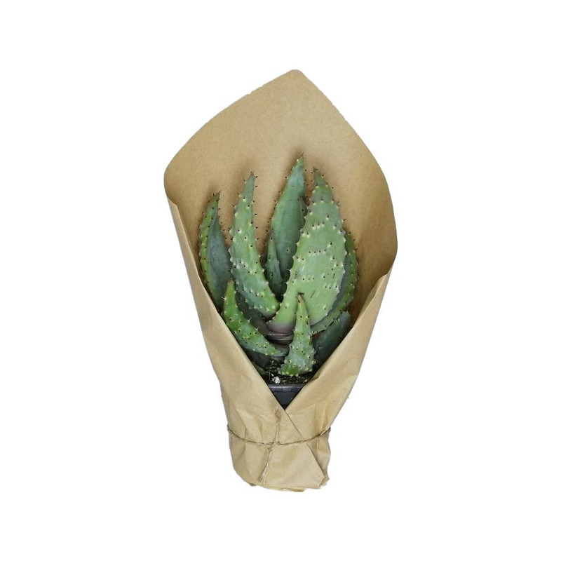 گیاه آلوئه ورا کد qq03 گیاه آلوئه ورا کد qq03