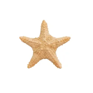 ستاره دریایی تزیینی مدل 22