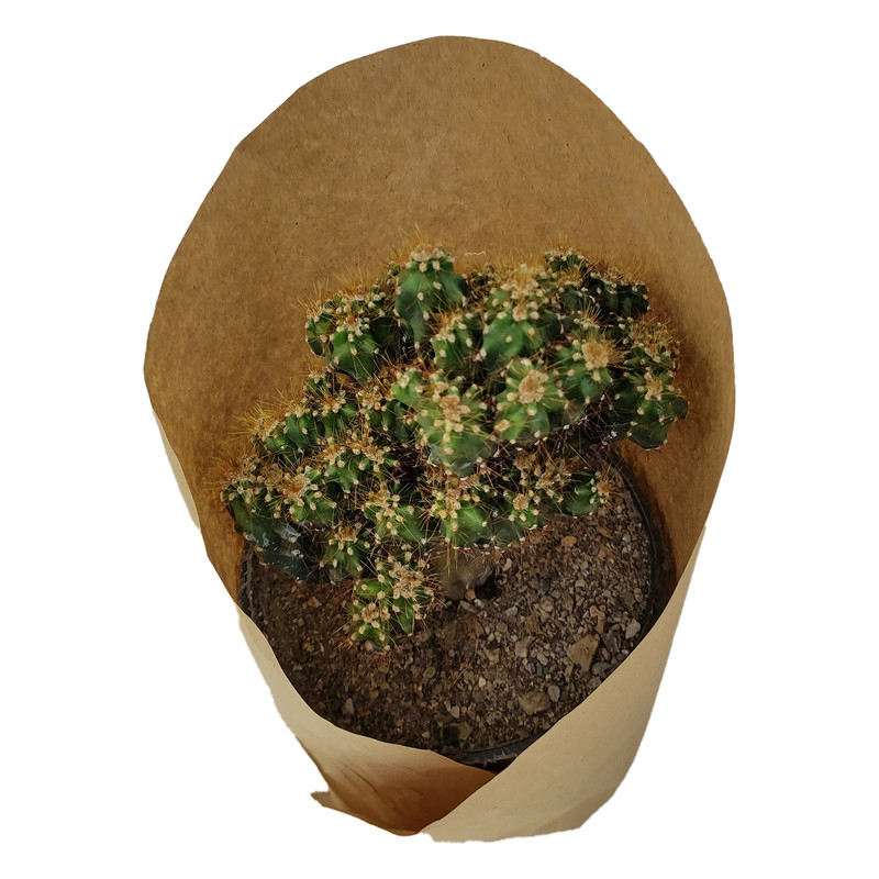 گیاه طبیعی کاکتوس کد yt9 گیاه طبیعی کاکتوس کد yt9