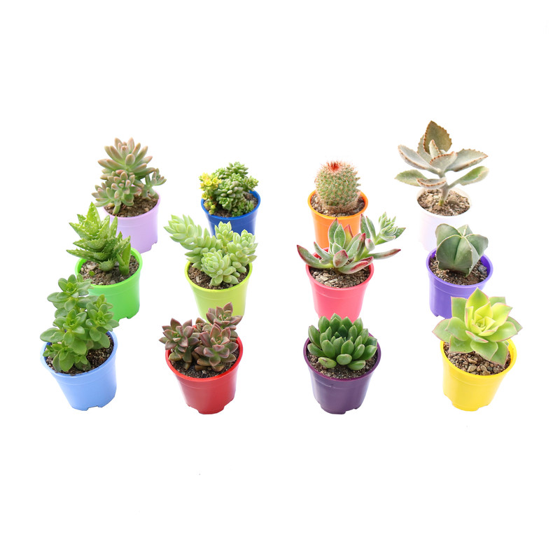 گیاه طبیعی کاکتوس و ساکولنت آیدین کاکتوس کد CB-059 بسته 12 عددی گیاه طبیعی کاکتوس و ساکولنت آیدین کاکتوس کد CB-059 بسته 12 عددی