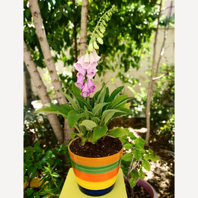 گیاه طبیعی فاکس گلو مدل D-9 گیاه طبیعی فاکس گلو مدل D-9