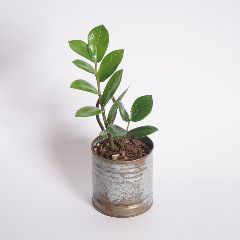 گیاه طبیعی زامیفولیا مدل B-111 طرح آنتیک