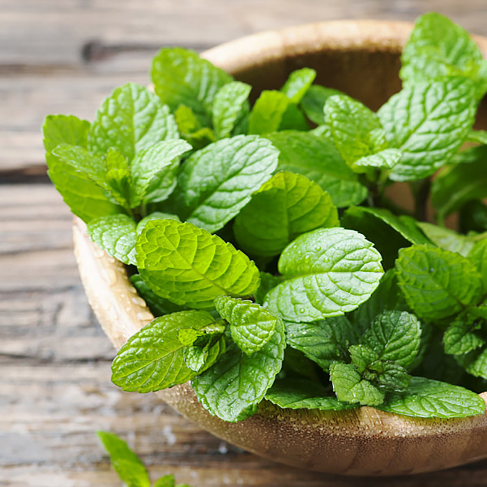 بذر نعنا سانیا سید مدل s01