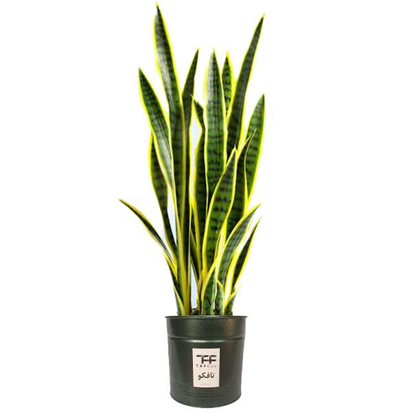 گل طبیعی سانسوريا ابلق تافکو کد 2030 گل طبیعی سانسوريا ابلق تافکو کد 2030