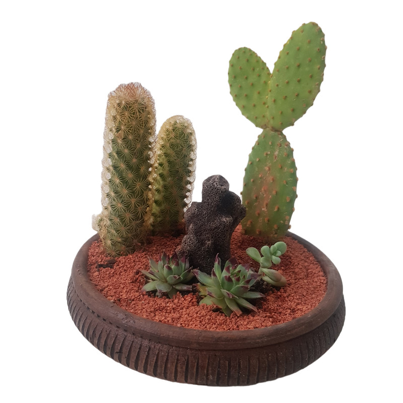 گیاه طبیعی کاکتوس مدل دیش گاردن کد 2022 گیاه طبیعی کاکتوس مدل دیش گاردن کد 2022