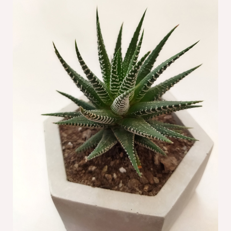 گیاه طبیعی کاکتوس هاورتیا کد pg_15