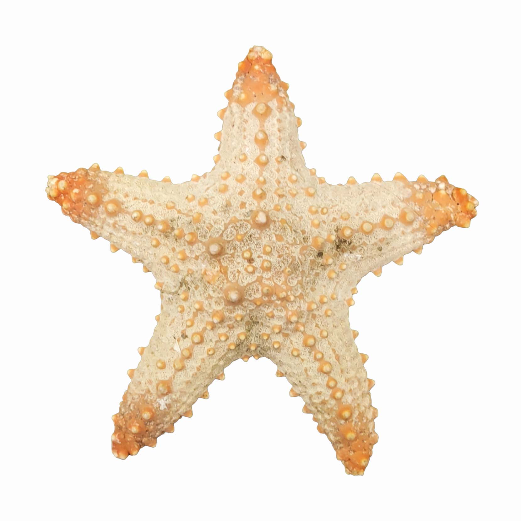 ستاره دریایی تزیینی مدل n2