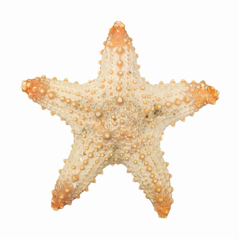 ستاره دریایی تزیینی مدل n2
