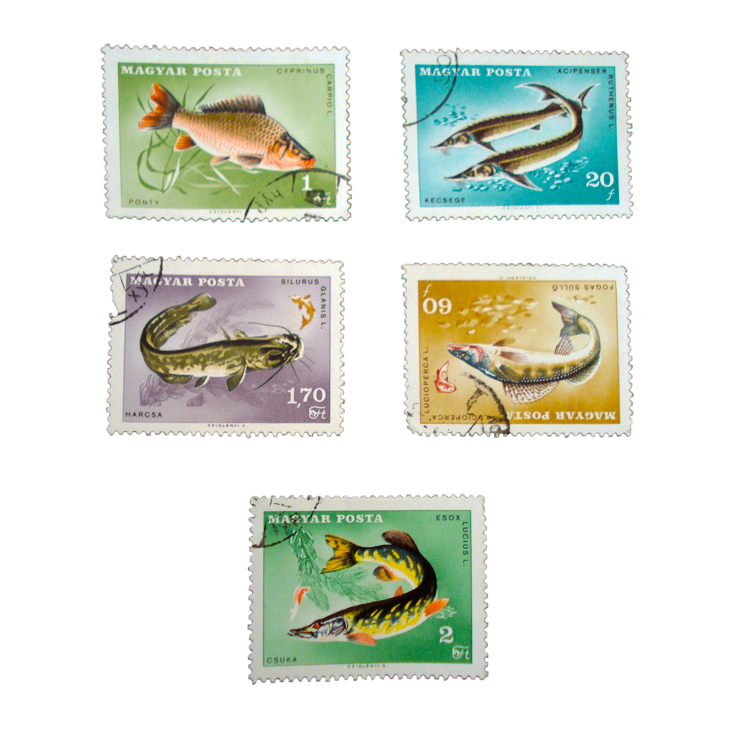 تمبر یادگاری طرح طبیعت مدل ماهی کد fish-532 مجموعه 5 عددی