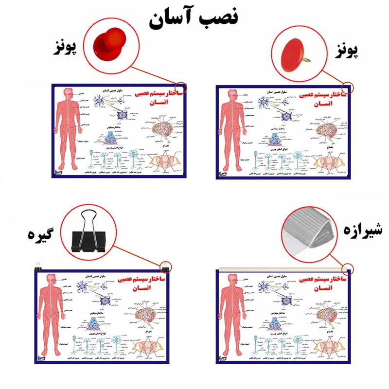 پوستر آموزشی مستر راد مدل ساختار سیستم عصبی انسان کد fiory 2310 عکس شماره 2