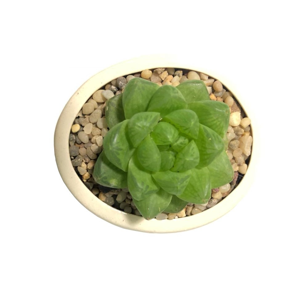 گیاه هاورتیا شیشه ای مدل sh-2021 گیاه هاورتیا شیشه ای مدل sh-2021