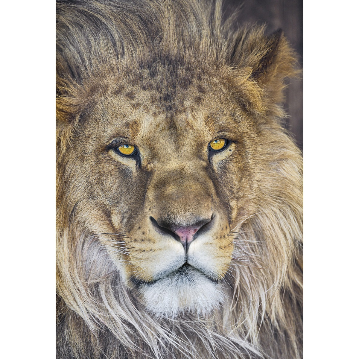 پوستر دیواری کومار مدل Lion 1-619