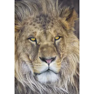 پوستر دیواری کومار مدل Lion 1-619