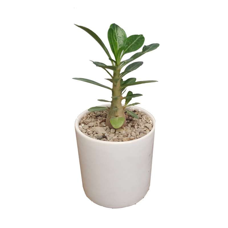 گیاه طبیعی آدنیوم کد 30