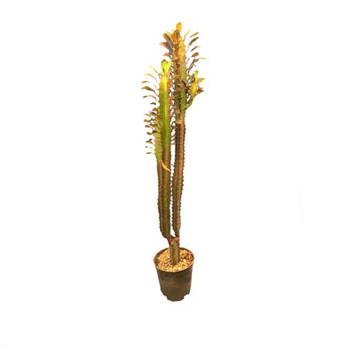 گیاه طبیعی کاکتوس تریگوانا قرمز کد FOR-8