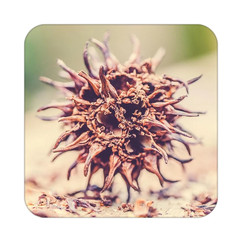 زیر لیوانی کاکتی طرح گل مدل mp16823