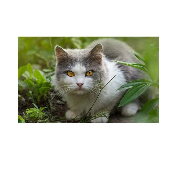   پادری مدل حیوانات کد HSHMA0010 سایز 76x46 سانتی متر