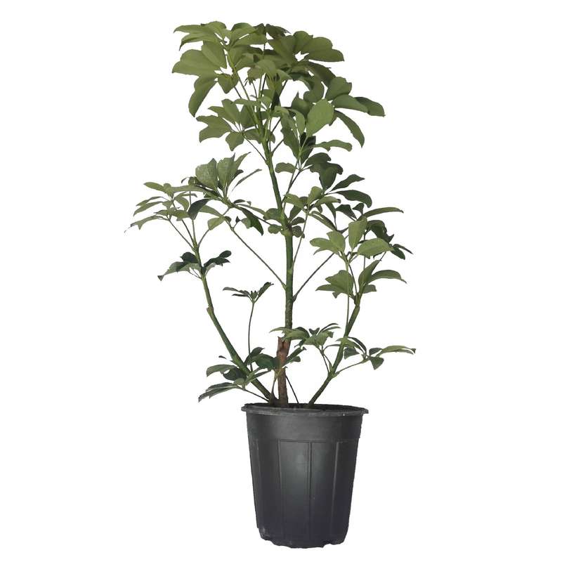 گل طبیعی شفلرا کد 109 گل طبیعی شفلرا کد 109