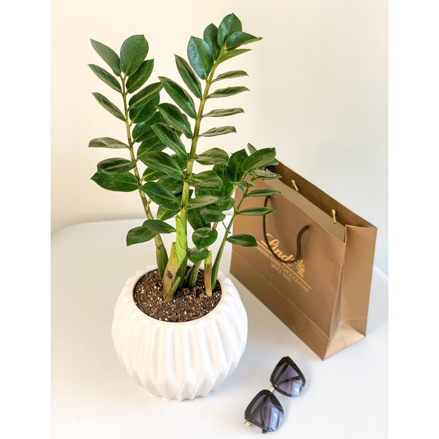 گیاه طبیعی زامیفولیا گل گیفت کد GP005