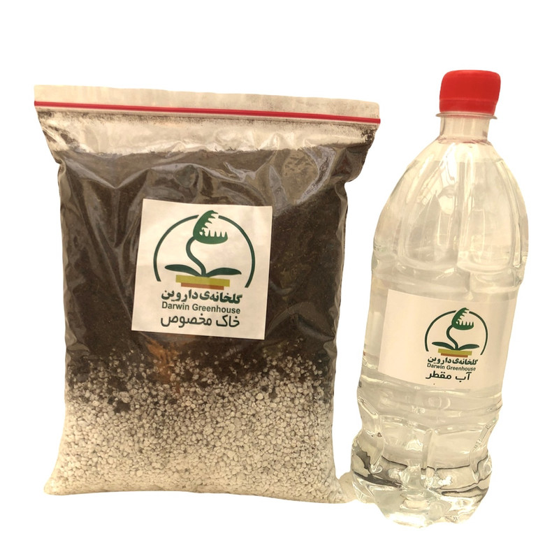 گیاه طبیعی گوشتخوار دروزرا کپنسیس مدل Cap04 مجموعه 4 عددی