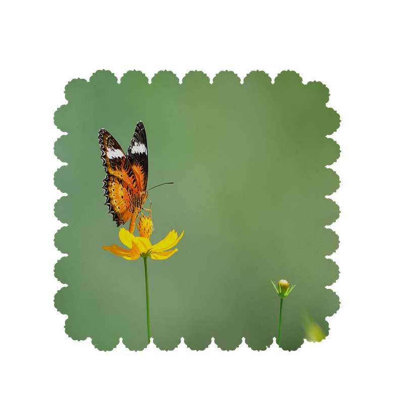 رومیزی طرح پروانه کد 6213B