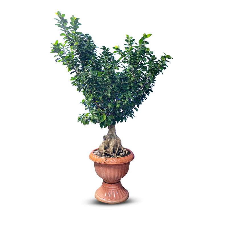 گیاه طبیعی بونسای جنسینگ کد 08 گیاه طبیعی بونسای جنسینگ کد 08