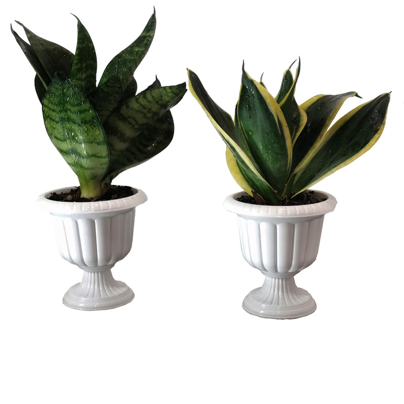 گیاه طبیعی سانسوریا مدل مینیاتوری مجموعه 2 عددی گیاه طبیعی سانسوریا مدل مینیاتوری مجموعه 2 عددی