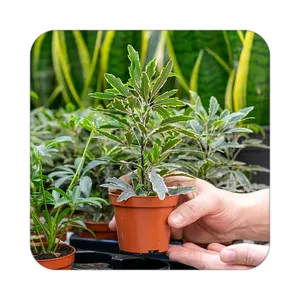 زیر لیوانی کاکتی طرح گل مدل mp16742