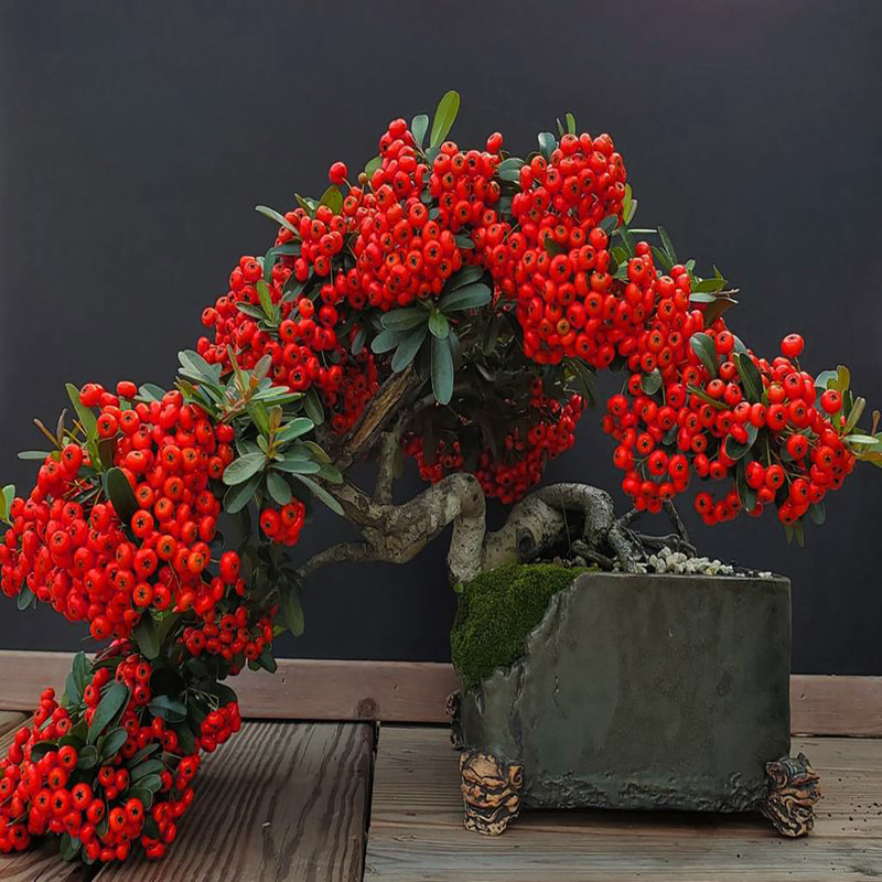 بذر بنسای پیراکانتا قرمز وانیا سید مدل N64