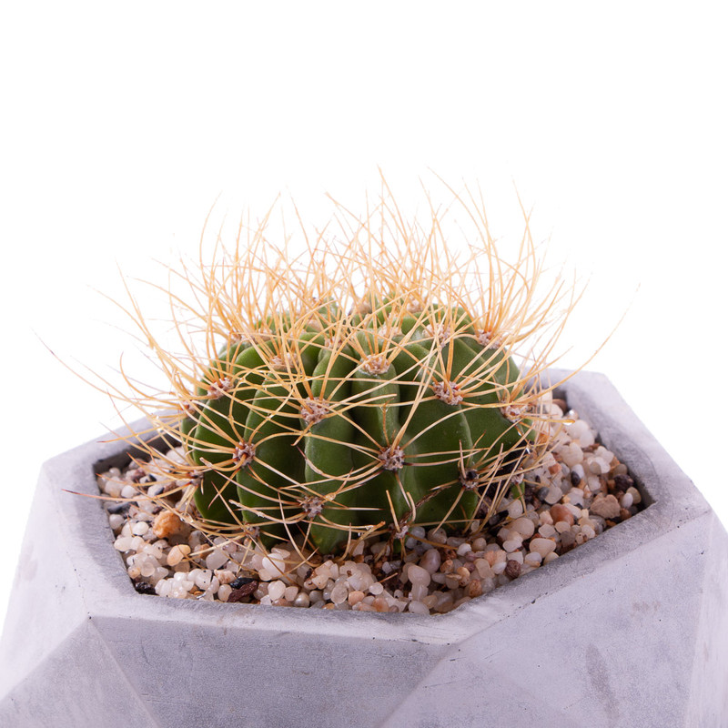 گیاه طبیعی کاکتوس آکانتو مدل K-14