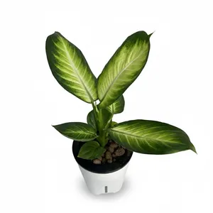 دیفن کاملیا گلآرون مدل هیدروپنیک p11