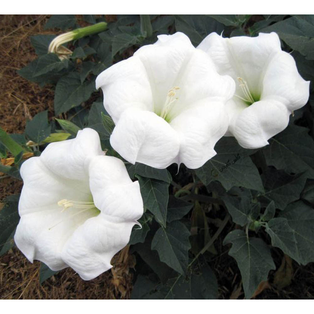 بذر گل بوقی تاتوره گل ماه مدل GL20