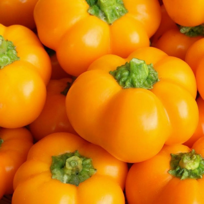 بذر فلفل دلمه بشقابی زرد سانیا سید مدل C6